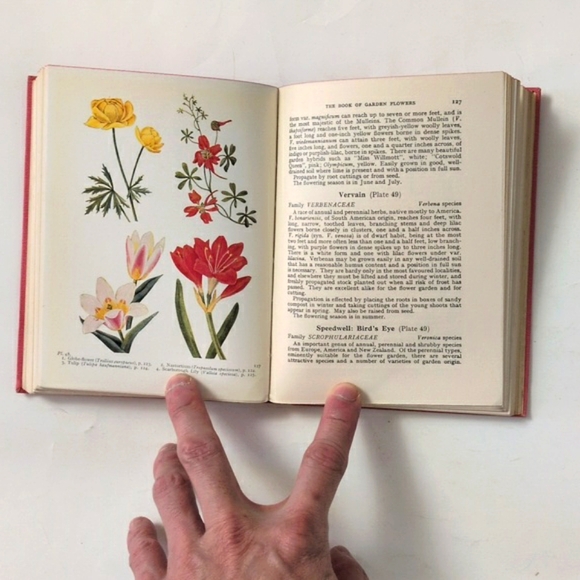 The Book of Garden Flowers - 1954 - Picture 10 of 16